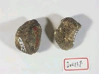 藏品(距骨)的圖片